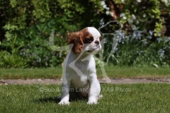 Spaniel - King Charles