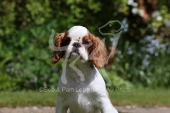 Spaniel - King Charles