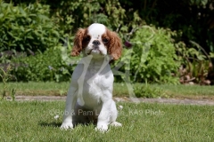 Spaniel - King Charles