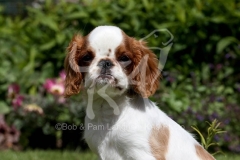Spaniel - King Charles