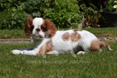 Spaniel - King Charles