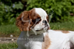 Spaniel - King Charles