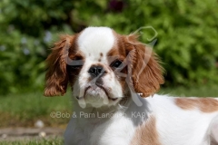 Spaniel - King Charles