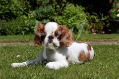 Spaniel - King Charles