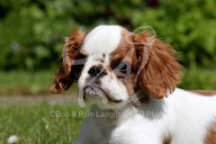 Spaniel - King Charles