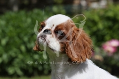 Spaniel - King Charles