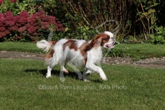 Spaniel - King Charles
