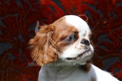 Spaniel - King Charles
