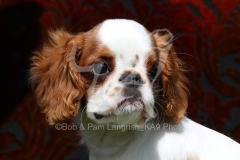 Spaniel - King Charles