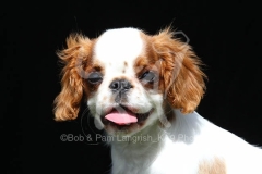 Spaniel - King Charles