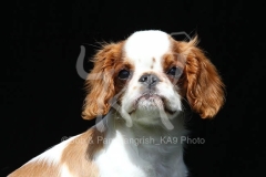Spaniel - King Charles