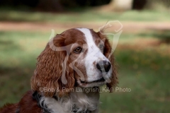 Spaniel - Welsh Springer