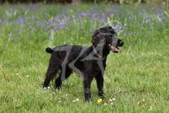 Spaniel - Working Cocker