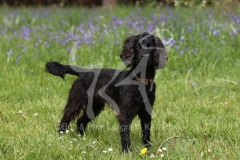 Spaniel - Working Cocker