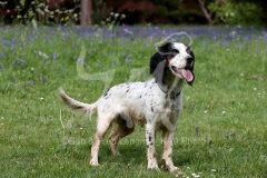 Spaniel - Working Cocker