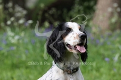 Spaniel - Working Cocker