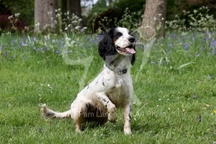 Spaniel - Working Cocker