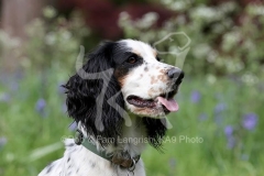 Spaniel - Working Cocker