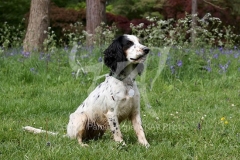 Spaniel - Working Cocker