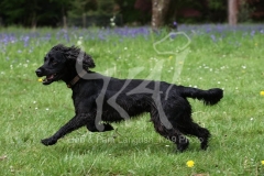 Spaniel - Working Cocker