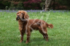 Spaniel - Working Cocker