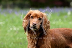 Spaniel - Working Cocker