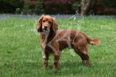 Spaniel - Working Cocker
