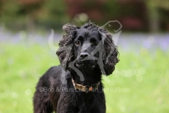 Spaniel - Working Cocker
