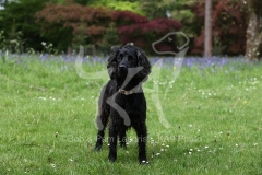 Spaniel - Working Cocker