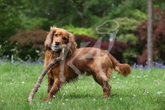 Spaniel - Working Cocker