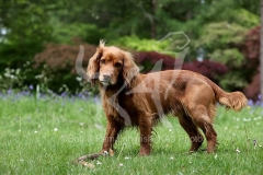 Spaniel - Working Cocker