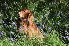 Spaniel - Working Cocker