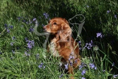 Spaniel - Working Cocker