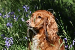 Spaniel - Working Cocker