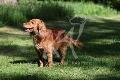 Spaniel - Working Cocker