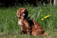 Spaniel - Working Cocker