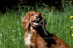 Spaniel - Working Cocker