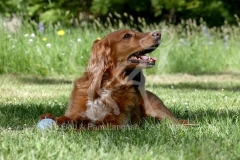 Spaniel - Working Cocker