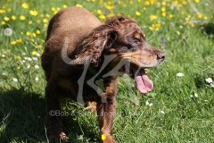 Spaniel - Working Cocker