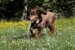 Spaniel - Working Cocker