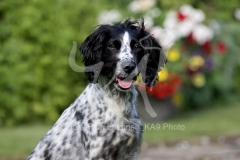 Spaniel - Working Cocker