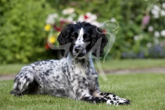 Spaniel - Working Cocker