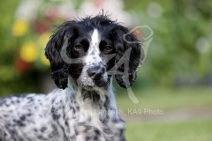 Spaniel - Working Cocker