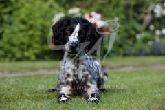 Spaniel - Working Cocker