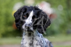 Spaniel - Working Cocker