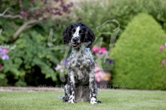 Spaniel - Working Cocker