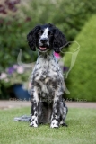 Spaniel - Working Cocker