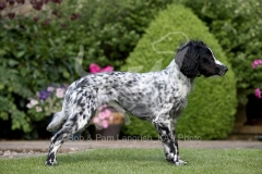 Spaniel - Working Cocker