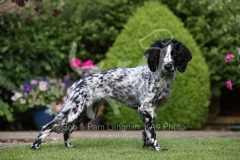 Spaniel - Working Cocker