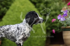 Spaniel - Working Cocker